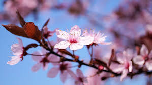 Fleur de cerisier intense